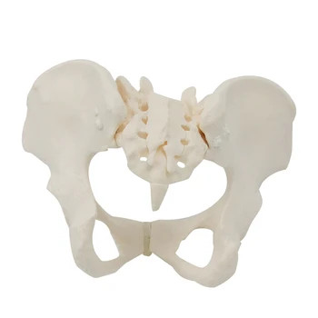 1 бр Модел на скелета на женския таз в реален размер, анатомическая модел за научно образование