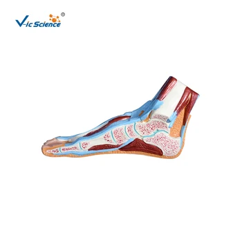 Подобрена образователна модел foot секции от PVC Модел на човешките мускули за обучение на студенти